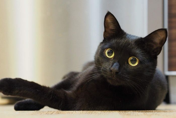 Hầu hết những chiêm bao liên quan đến hình ảnh con mèo màu đen đều mang theo bí ẩn