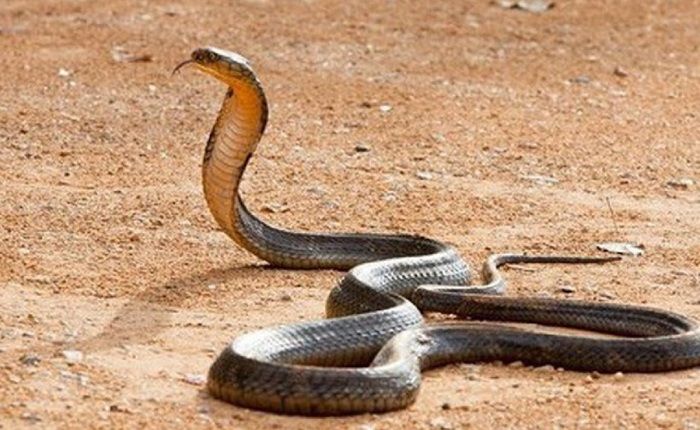 Phần lớn những chiêm bao liên quan đến tình huống rắn đuổi mang theo điềm xấu