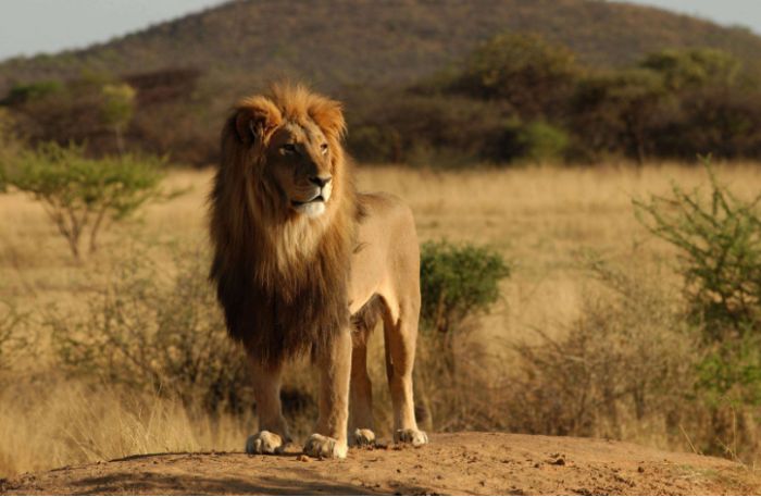 Chiêm bao thấy sư tử đực chọn ngay các số lô đề 85 - 64